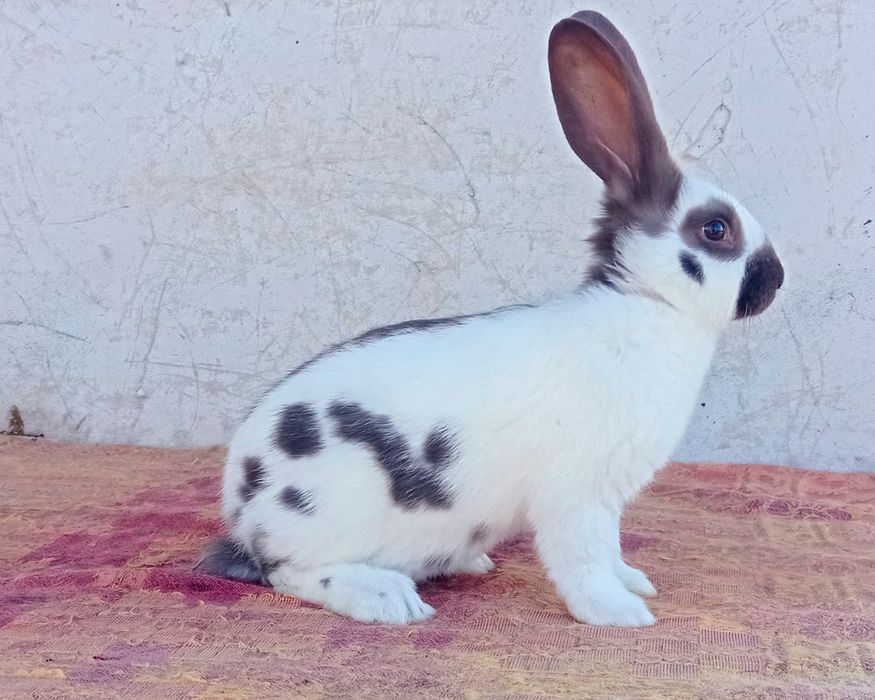 Кролики строкач Гавана