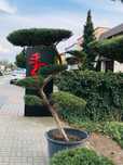 Bonsai , duże drzewo formowane