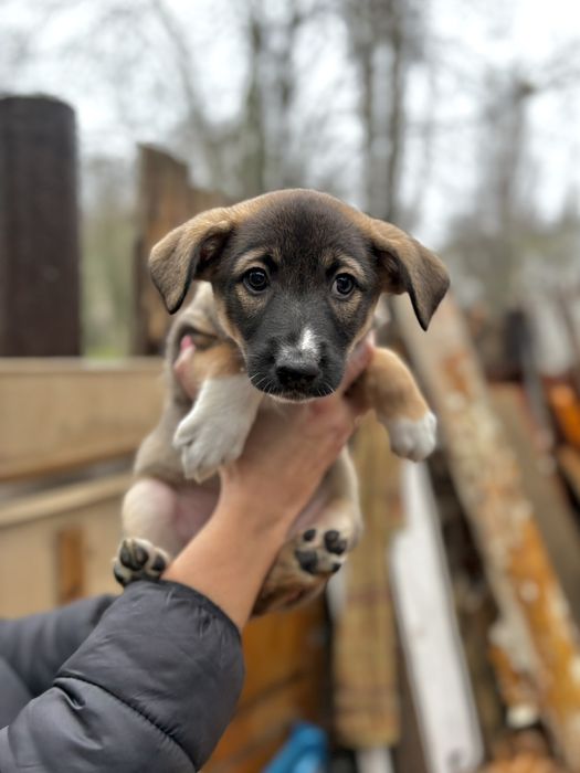 Щенки в добрые руки