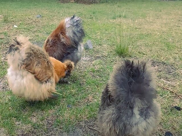 інкубаційне яйце Китайська шовкова: смугаста, шоколодна, палева,спліш.