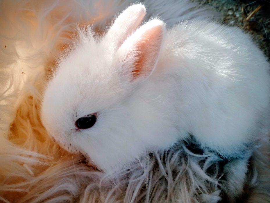 Królik króliczek miniaturka karzełek Hodowla zarejestrowana