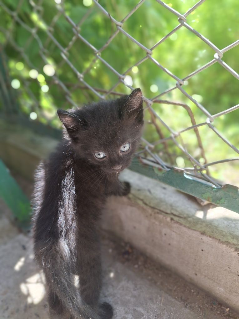 Котик в добрі руки