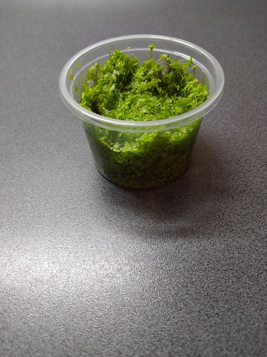 Rzęsa wodna drobna, pokarm dla żółwia