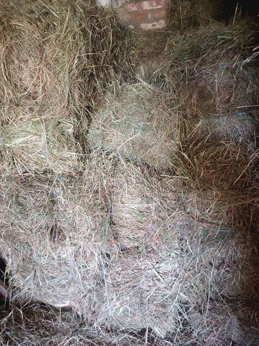 Сіно в тюках 2025