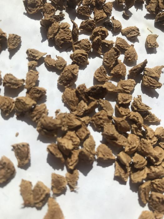 Datura - burgmansja 25  Nasionka mix