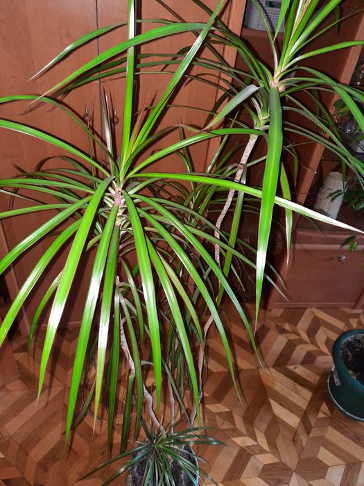 Драцена (маргината)