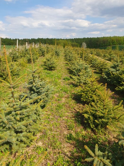 Sprzedam Plantację Choinek ( Świerk Srebrny * Jodła Kaukaska)