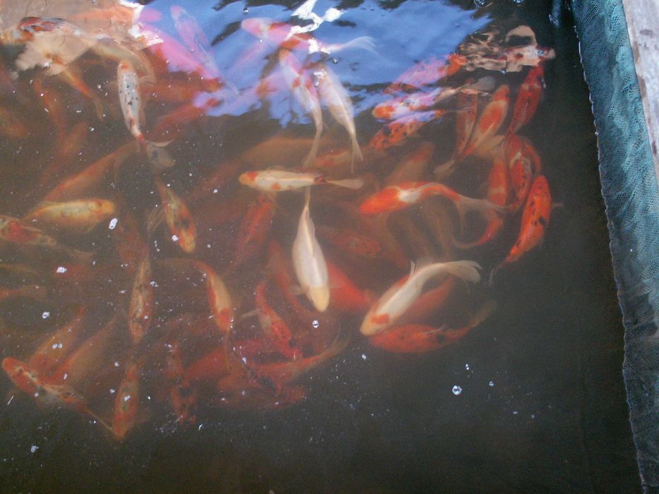 Karasie kolorowe, karp królewski, amur