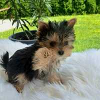 Piękny Yorkshire Terrier carrier