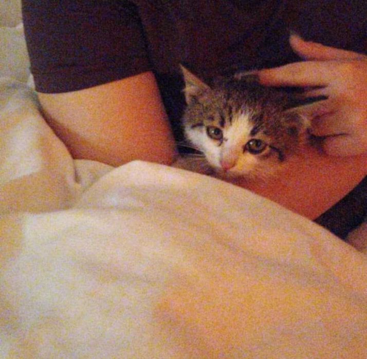 Mały kotek szuka dobrego domu