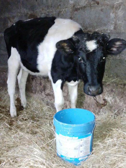 Jałoszka do hodowli