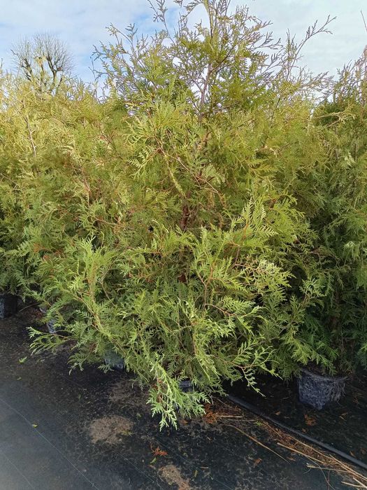 Tuja Brabant donica 7,5L 150-180 cm