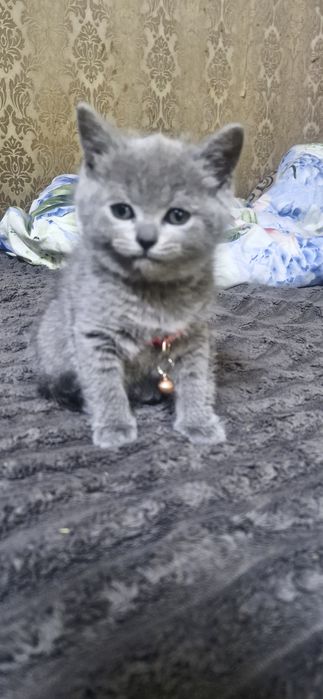 Продам маленьких Британців