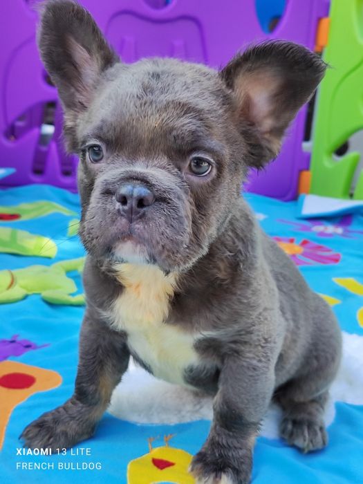 Хлопчик блакитний з підпалом флаффі.