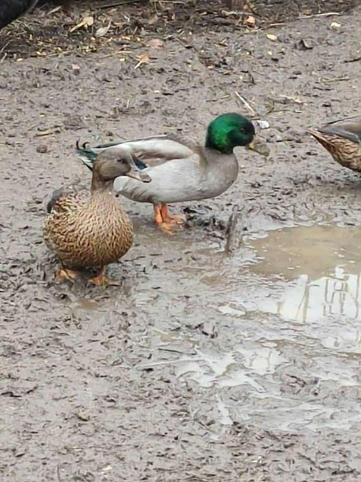 Підсадні качки..