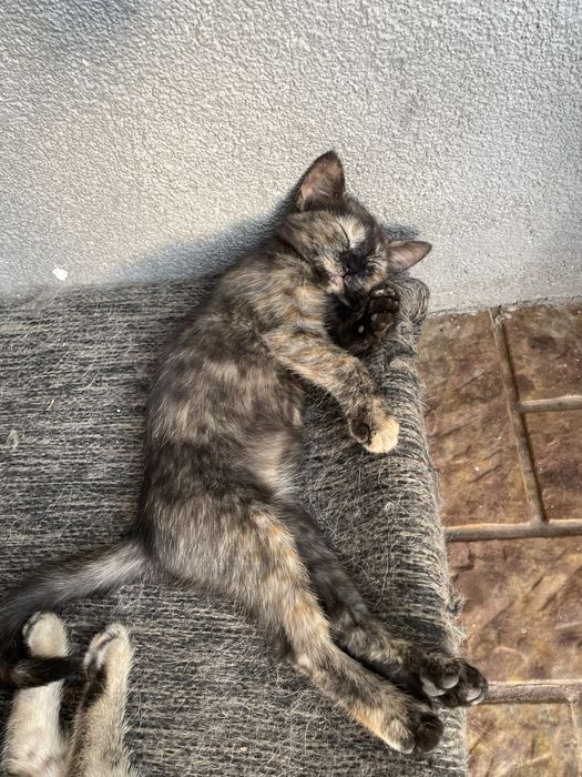 Відам в добрі руки котиків