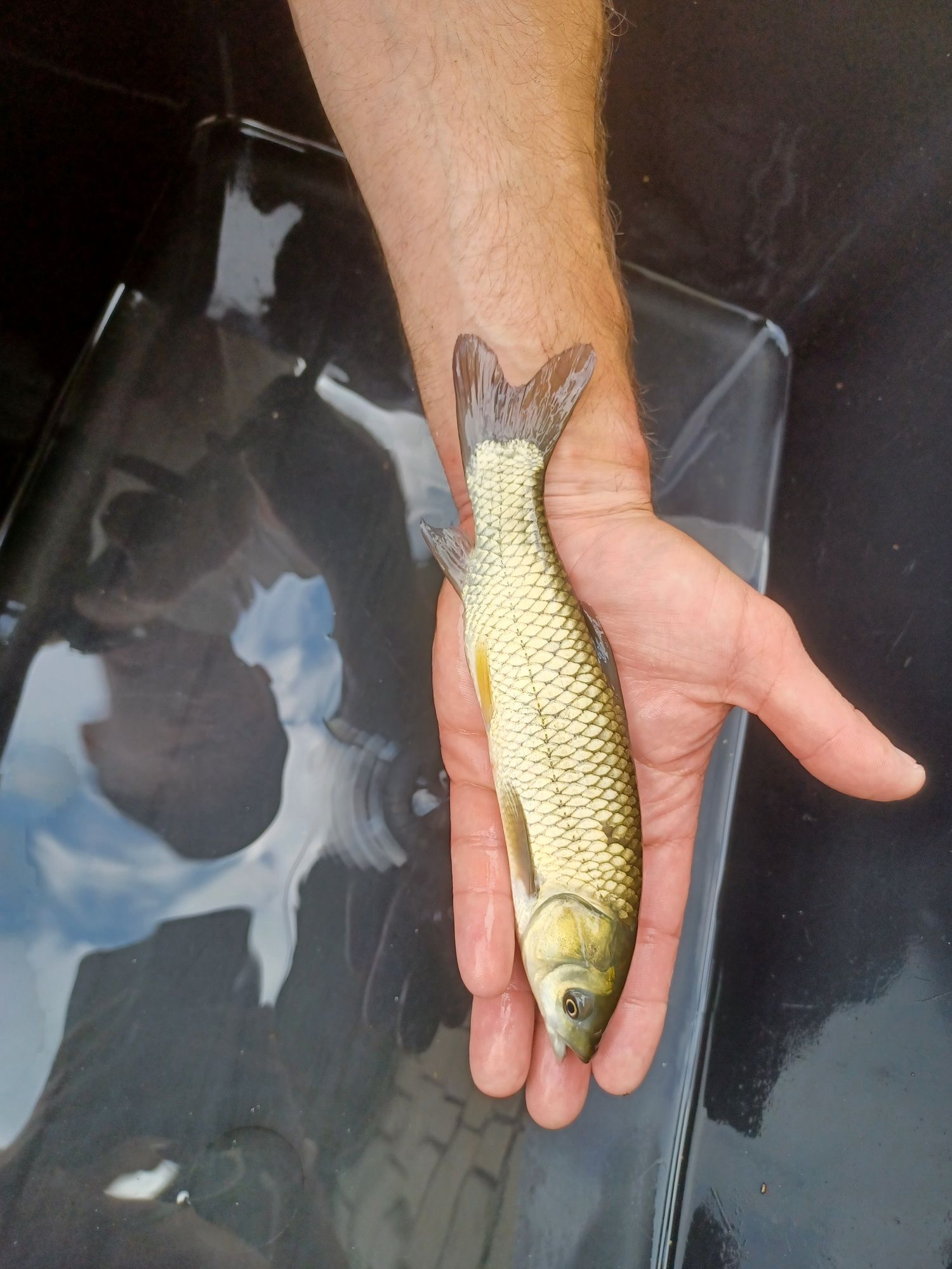 Orfa 16-21 cm dostępna. Jesiotry,Węgorz,Pstrąg.