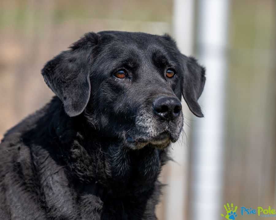 DOLARS - miły, kontaktowy psiak w typie rasy labrador