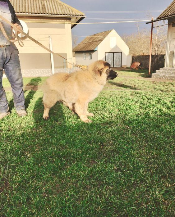 Кавказька вівчарка