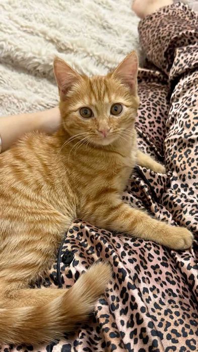 Риже кошеня, віддам безкоштовно. Котуся чекає ..