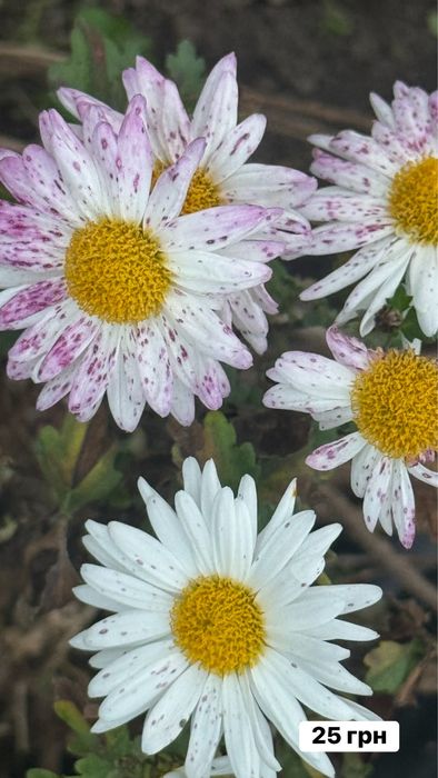 Хризантема різнокольорова