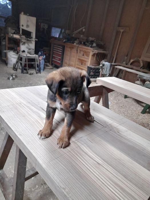 Oddam suczkę szczeniaka w dobre ręce