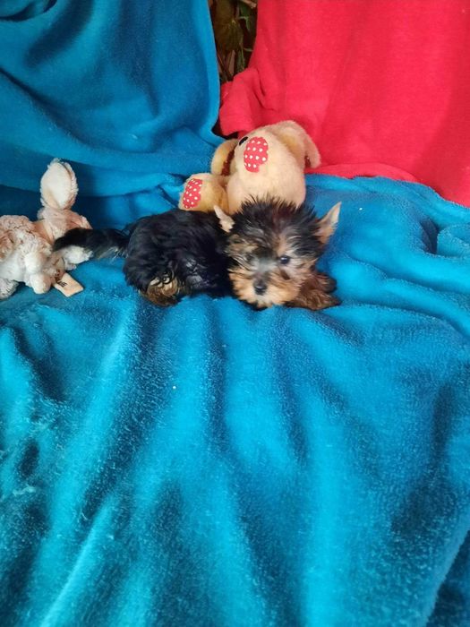 Yorkshire Terrier  MACHO Miniatura