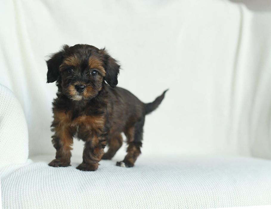 yorkshire terrier/pudel toy