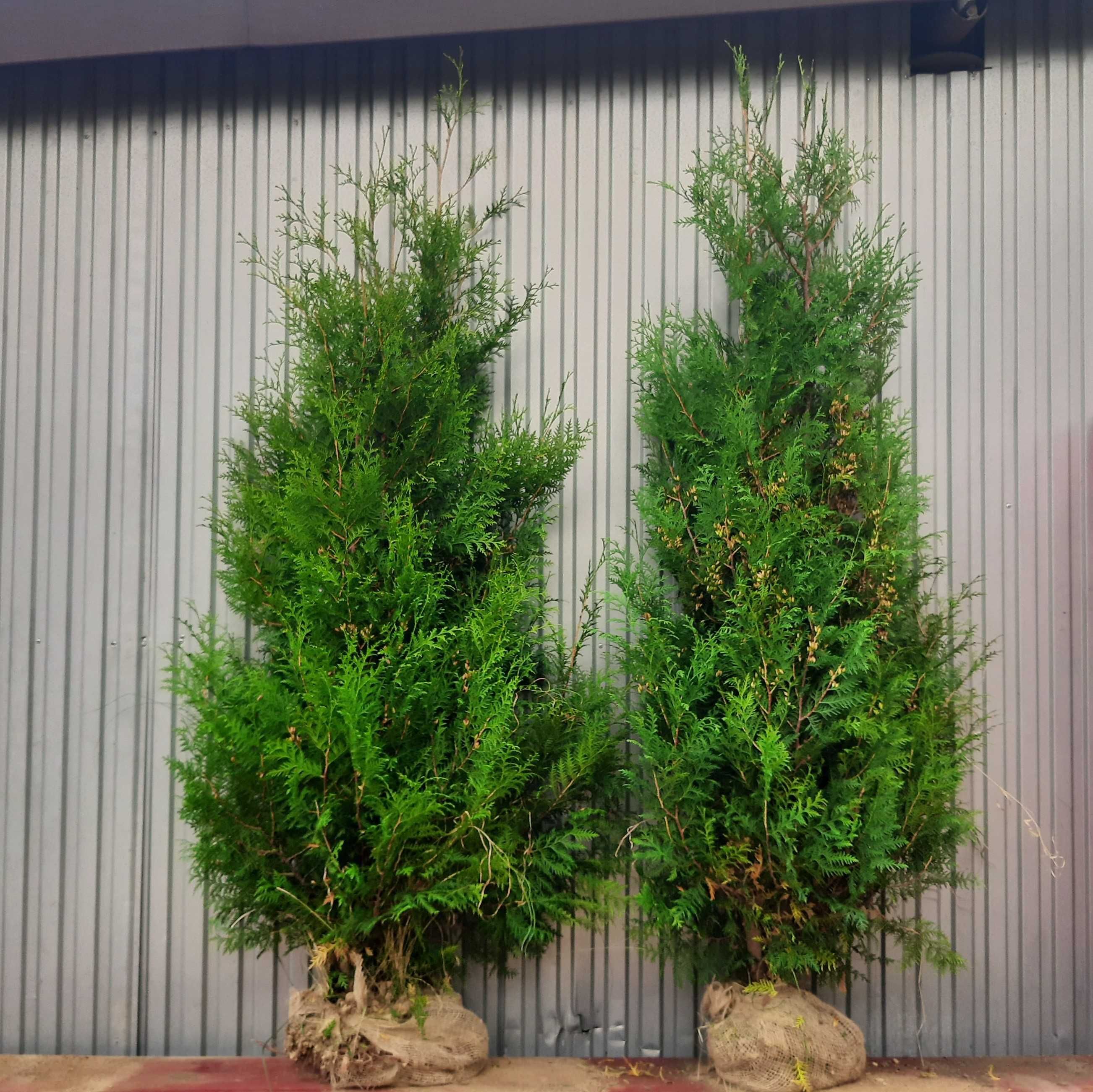 Thuja Brabant! Tuja, tuje! 200,220,240,250 cm! Sadzimy! Transport!