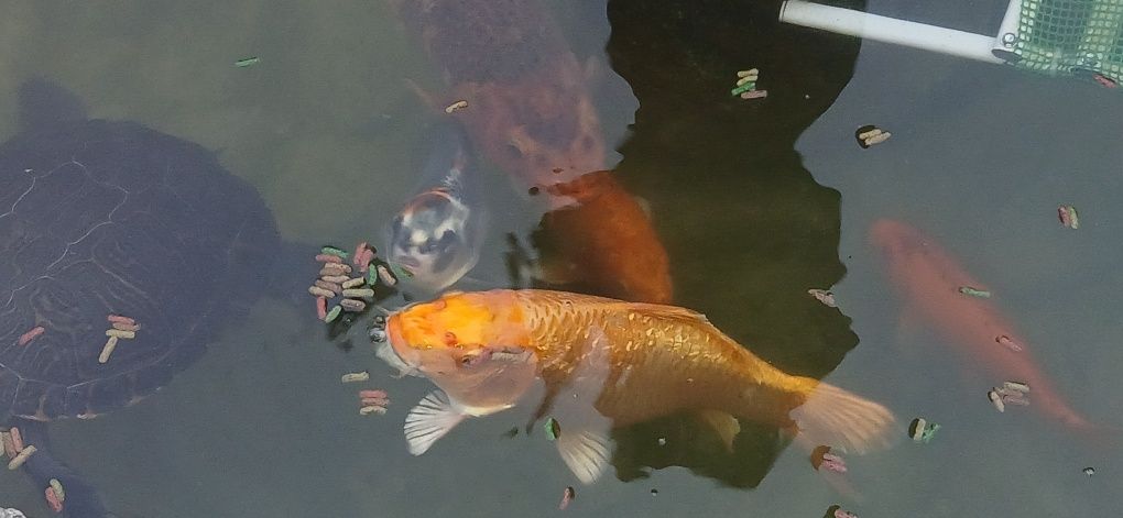 Peixes carpas grandes