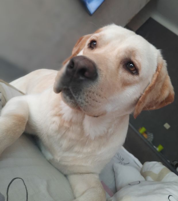 Молодой кобель приглашает даму)