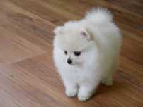 Szpic miniaturowy Pomeranian Boo Szpice  Rodowód Chip Samiec