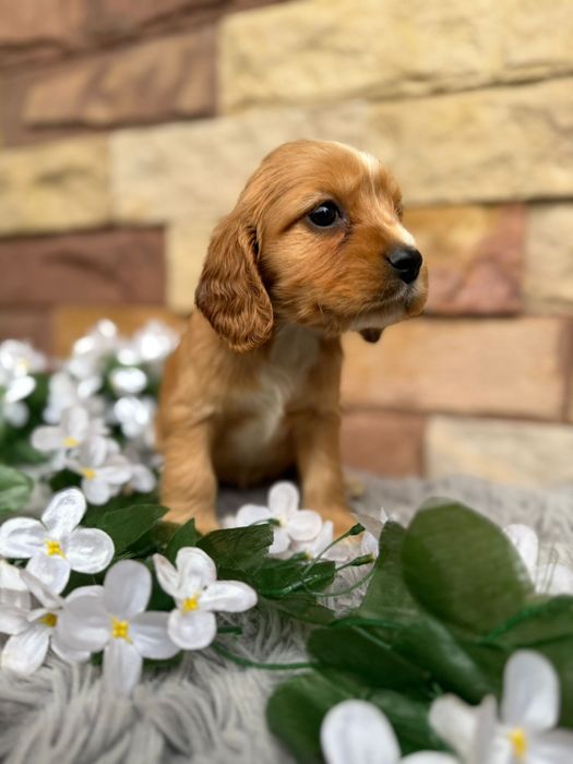 Cocker spaniel angielski Piesek rodowód