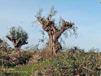 Oliveiras centenarias