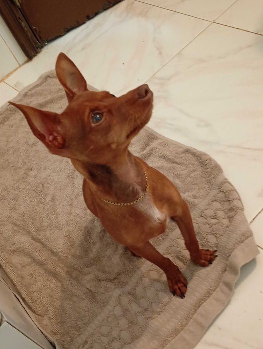 Pincher menino brincalhão