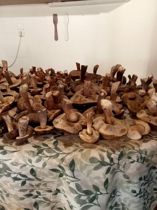 Cogumelos boletos frescos