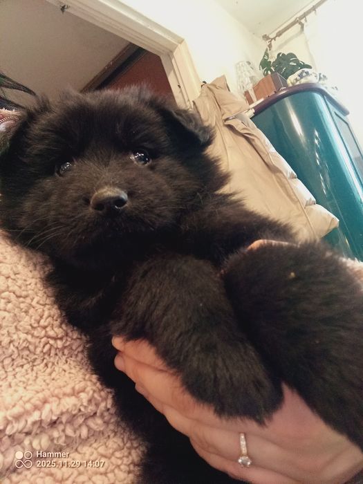 Szczeniak zmieni dom