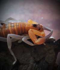 Skorpion H.junceus i3 ns