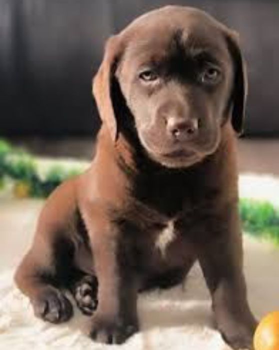 Шоколадный Лабрадор мальчики и девочки Палевый и Черный окрас