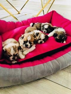Shih tzu szczeniaczki do rezerwacji