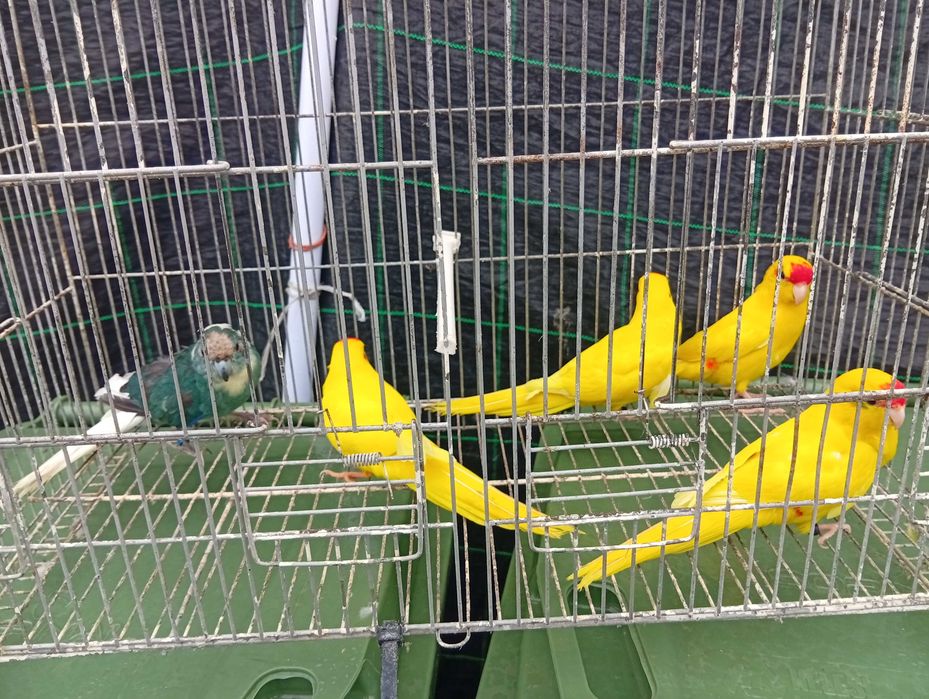 Ring necks barrabands kakariquis e red rumped