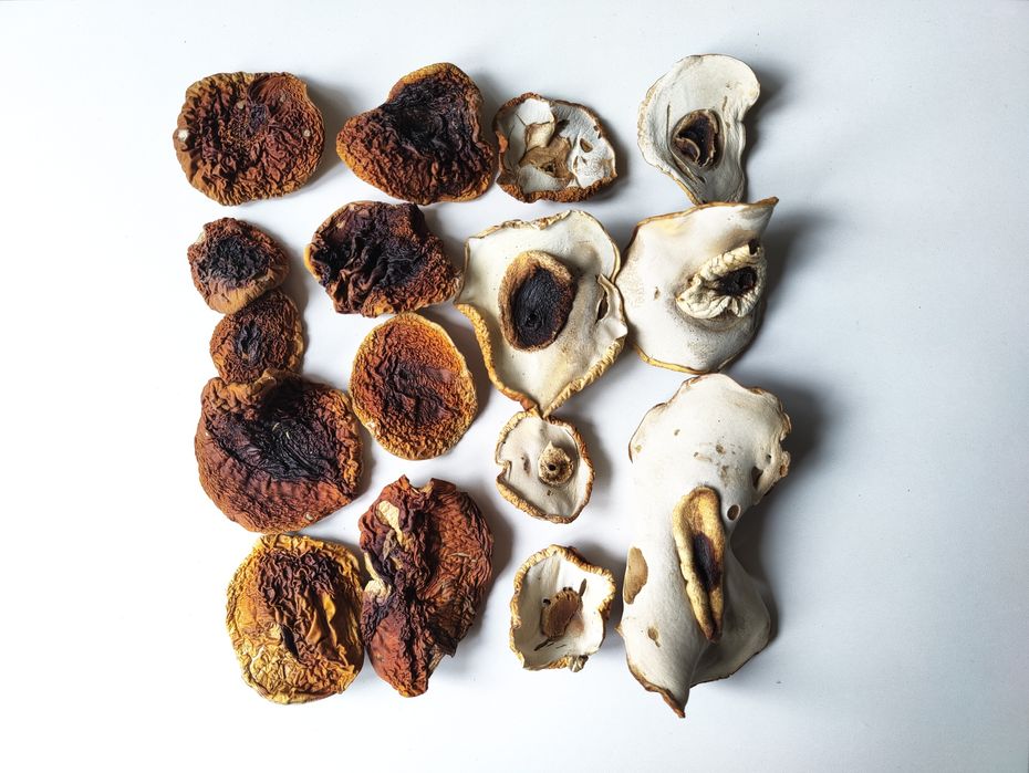 Suszone kapelusze prawdziwka