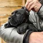 Cane Corso mocny Pies