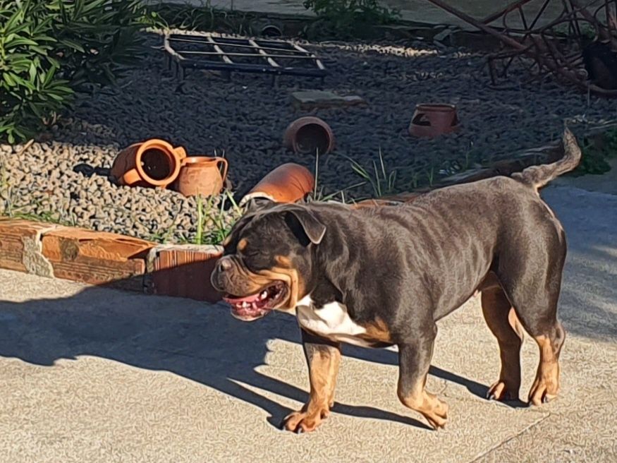 Cadela american bully