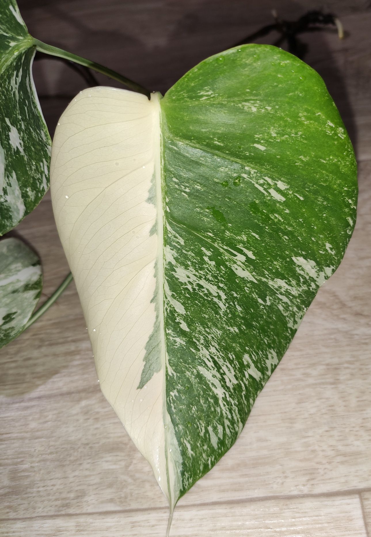 Monstera, philodendron, syngonium
