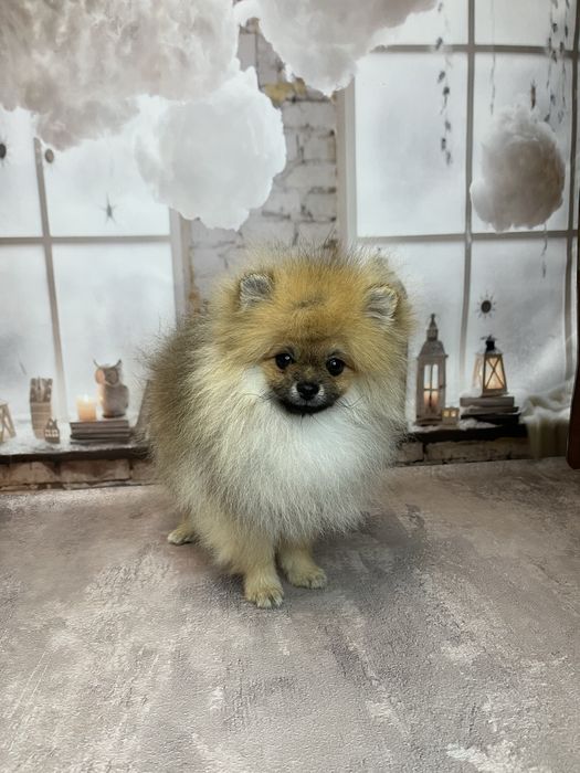 Хлопчик шпіц документи клубу