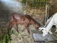 Um chibo e duas cabras