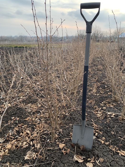 Саджанці грецького горіха, фундука