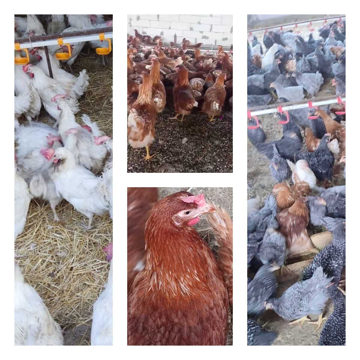 Продам кури несушки! Доставка безкоштовна. Гайворон!