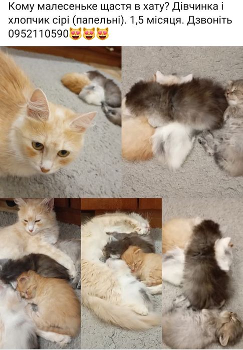 Котенята шукають родину